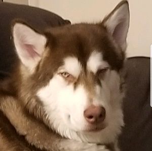 Meet your Posher, Karson